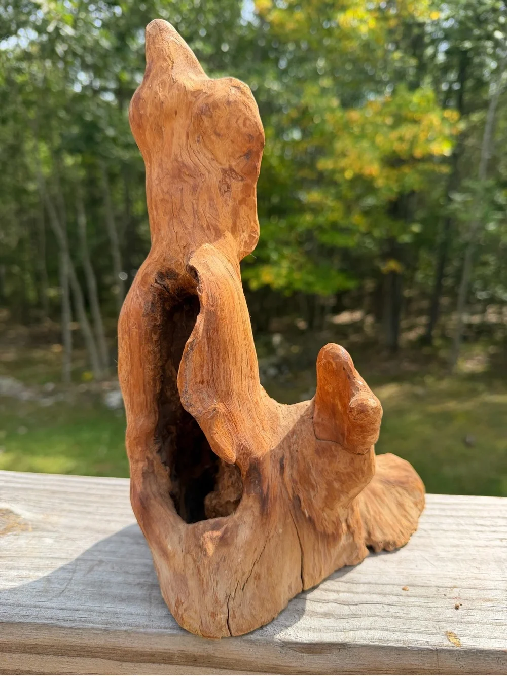 Ornamental Wood | Organic Bio Decor | Versatile!